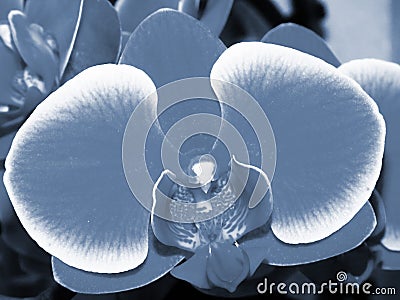 Close up view of a Phalaenopsis Orchid in grey, black and white. Indoor balcony home flower. Flower phalaenopsis orchid plant. Stock Photo