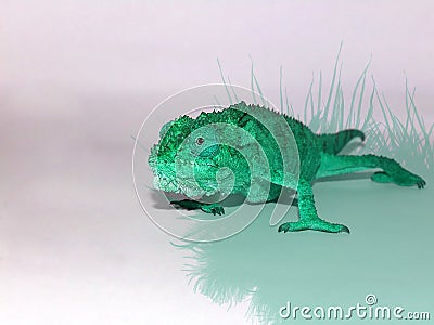 Brightly coloured Dwarf Chameleon. Stock Photo