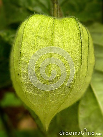 Physalis Peruviana Stock Photo