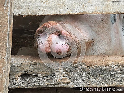 Piggy nose view Stock Photo