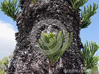 A close up view of a pine tree showing branching within the knots on the trunk Stock Photo