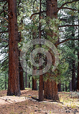 Close-up view of pine trees in Davis Creek park near Reno, Nevada. Stock Photo