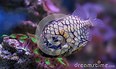 Close-up view of a pinecone fish Stock Photo
