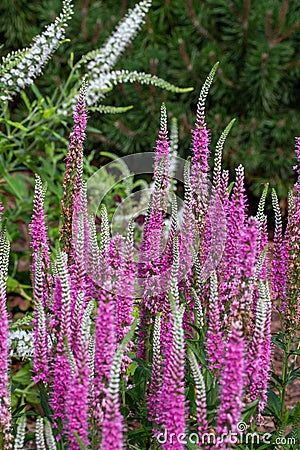 Close up view of pink spike speedwell flowers Stock Photo