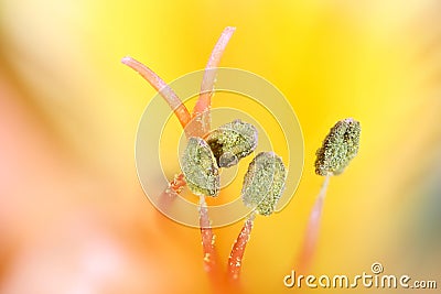 Close up view of pollen and stamen of a lily flower Stock Photo