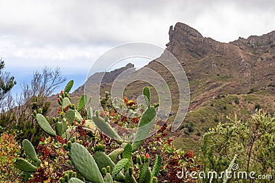 Close up view on a Prickly Pear Cactus flowers in Anaga rural park, Tenerife, Canary Islands, Spain, Europe. View on Roque Paez Stock Photo