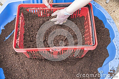 Close up view of process of sifting of earth for lawn restoration work. Stock Photo