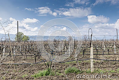 Close-up view of pruned vines tied to a wire trellis, green grass between the rows, vines twisting from the trunk in the vineyard Stock Photo