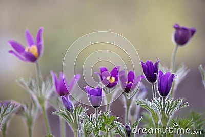 Close up view of purple Pasque flowers Stock Photo