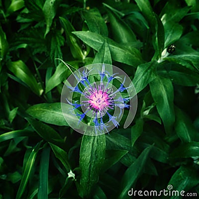 A close-up view of a purple and pink flower with spiky petals. Gorgeous flowering bachelors button plant blooming. Purple flower Stock Photo