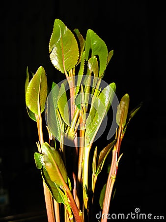 Close-up view of qat aka chat plant, local stimulant leaves, Yemen Stock Photo