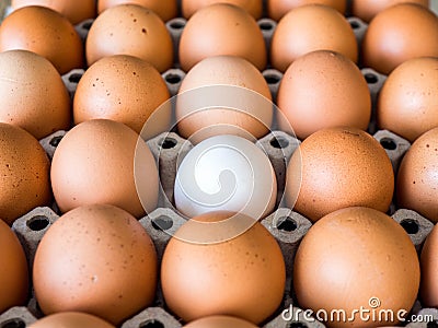 Close-up view of raw chicken. Every egg is a yellow egg, with the exception of white duck eggs. Stock Photo