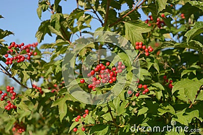 Close-up view of red fruits of viburnum shrub Stock Photo