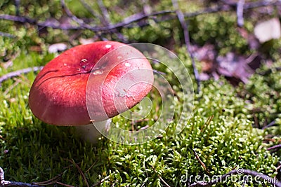 Close up view of red hat Russula mushroom on moss Stock Photo