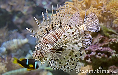 Close-up view of a Red Lionfish Stock Photo