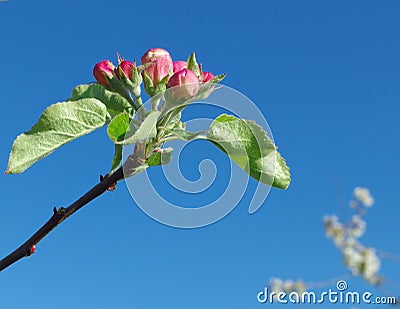 Close up view of the red pink growing tree burgeon Stock Photo