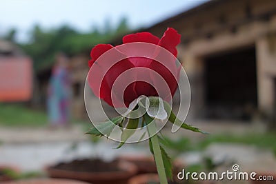 Close up view of Red Rose growing at an Indian garden Stock Photo