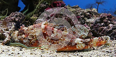Close-up view of a Red Scorpionfish Stock Photo