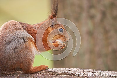 Close up view of a red squirrel eating a nut Stock Photo