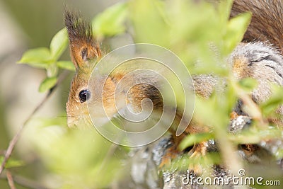 Close up view of a red squirrel in tree foliage Stock Photo