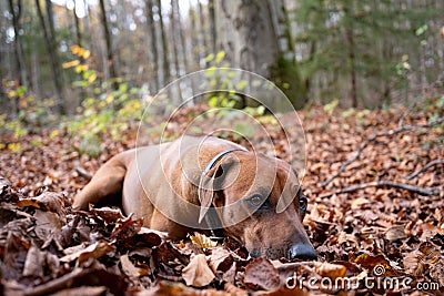 Close-up view of a Rhodesian Ridgeback laying on the fall foliage Stock Photo