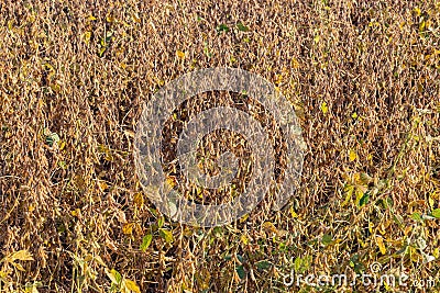 Close up view of Ripe Soya beans (Soybeans)ready for harvest Stock Photo