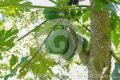 Close-up view of ripened papaya fruits hanging in a tree crown. Fresh green color. Fresh fruit to tear off. Healthy and tasty diet Stock Photo