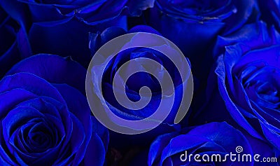 Close Up View of Royal Blue Roses Stock Photo
