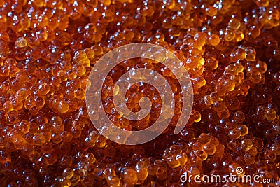 Close up view of salted granular caviar red salmon fish as food Stock Photo