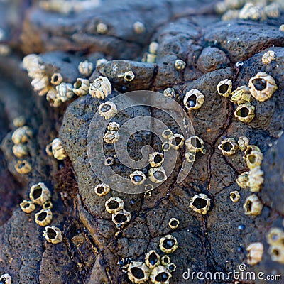 Sea snails on rock Stock Photo