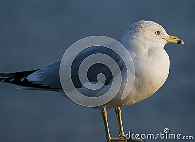 Close-up view of seagull Stock Photo