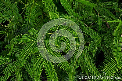 Close up view with selective focus of green leaves from Dicranopteris linearis in forest Stock Photo