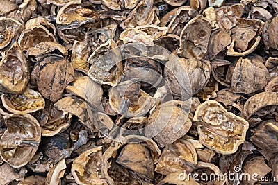 Close up view of shattered walnut shells. Textured background of drought walnut shells Stock Photo