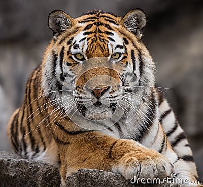 Close up view of a Siberian tiger Stock Photo