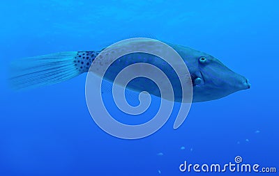 Filefish Underwater Close Up Blue Stripes Dots Stock Photo