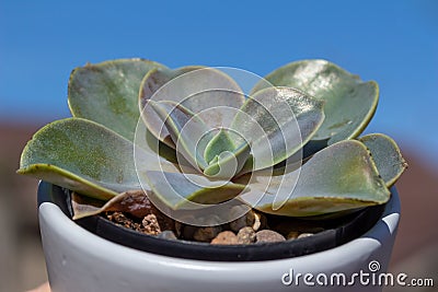 Close up view of a small potted echeveria succulent houseplant Stock Photo