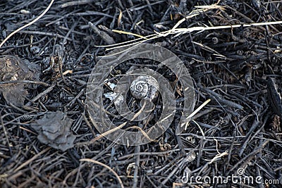 Close up view of a snail on a burned bush snail shell, snail shell pattern, dry bush. Stock Photo