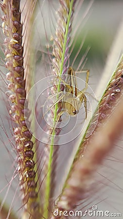 Close-up view of spider perched on grass Stock Photo