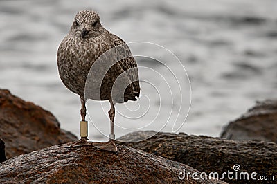 close-up view of spotted gull with identification rings on its legs Stock Photo