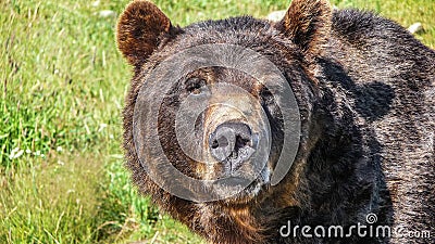 Close-up view of staring grizzly bear in the Canadian wilderness Stock Photo