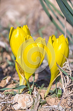 Close up view of Sternbergia clusiana flower Stock Photo