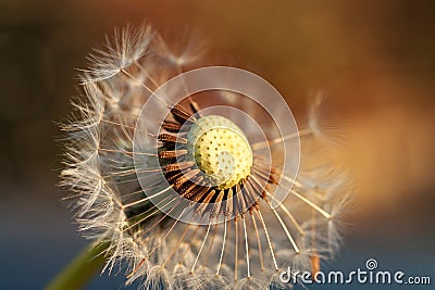 Close up view of the striated achenes on the seed of the dandelion plant. Stock Photo