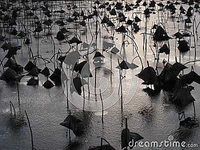 A close up view of the sun setting behind a frozen lake in the Parc Floral De Paris, Paris Stock Photo