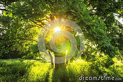 Close-up view sunbeams through green branches of large tree on summer sunny morning. Summer background of nature Stock Photo
