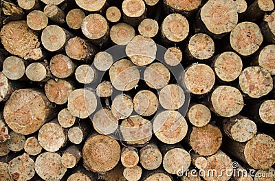 A close-up view of a texture of cut wood stacks Stock Photo