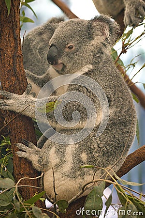 Close up view of thoughtful Koala sitting on Eucalypt tree at Lone Koala Sanctuary Stock Photo