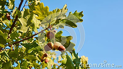 Close-up view of three acorns on oak tree between green leaf, un Stock Photo