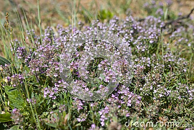 Close up view of thyme, thymus - aromatic, perennial, evergreen herb with culinary, medicinal, and ornamental uses. Stock Photo