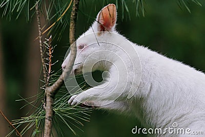 Close-up view to australian red-necked albino wallaby eating pine tree needles in park Stock Photo