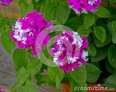 Close-up view to bicolor flower of blooming terry petunia on nat Stock Photo